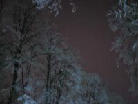 copaci-noaptea-4.jpg