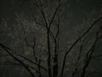 copaci-noaptea-5.jpg
